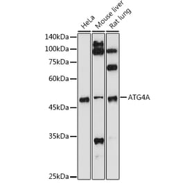 Western Blot - Anti-ATG4A Antibody (A14097) - Antibodies.com