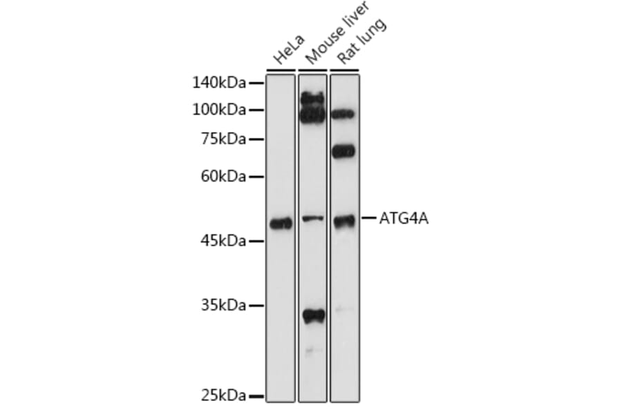 Western Blot - Anti-ATG4A Antibody (A14097) - Antibodies.com