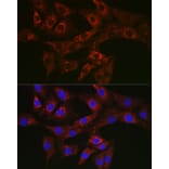 Immunofluorescence - Anti-ATG4A Antibody (A14097) - Antibodies.com