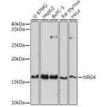 Western Blot - Anti-NRG4 Antibody (A14098) - Antibodies.com