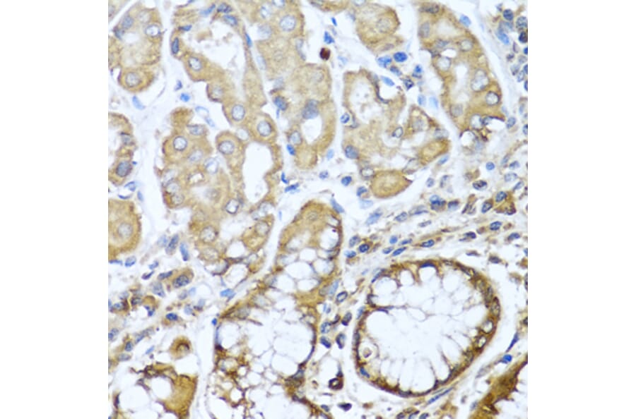 Immunohistochemistry - Anti-NRG4 Antibody (A14098) - Antibodies.com