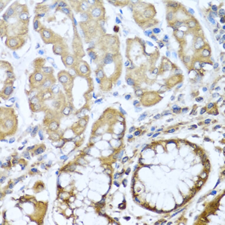 Immunohistochemistry - Anti-NRG4 Antibody (A14098) - Antibodies.com