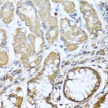 Immunohistochemistry - Anti-NRG4 Antibody (A14098) - Antibodies.com