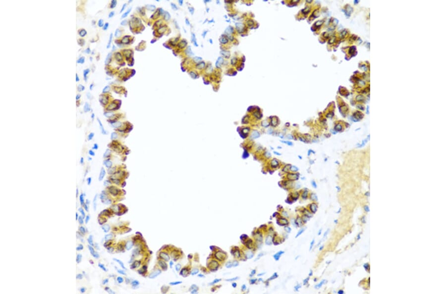Immunohistochemistry - Anti-NRG4 Antibody (A14098) - Antibodies.com