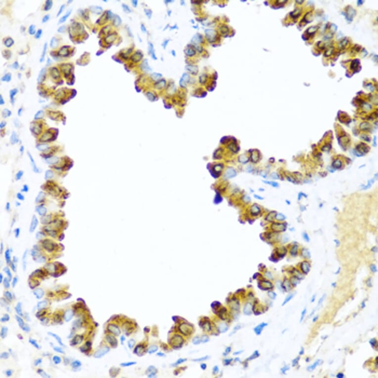 Immunohistochemistry - Anti-NRG4 Antibody (A14098) - Antibodies.com
