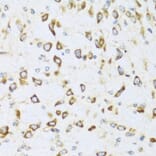 Immunohistochemistry - Anti-NRG4 Antibody (A14098) - Antibodies.com