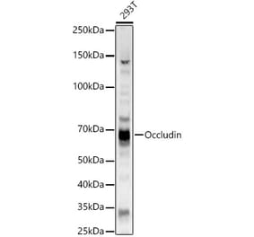 Western Blot - Anti-Occludin Antibody (A14099) - Antibodies.com