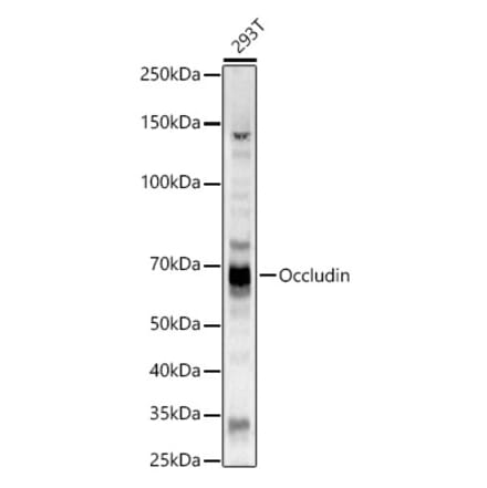 Western Blot - Anti-Occludin Antibody (A14099) - Antibodies.com