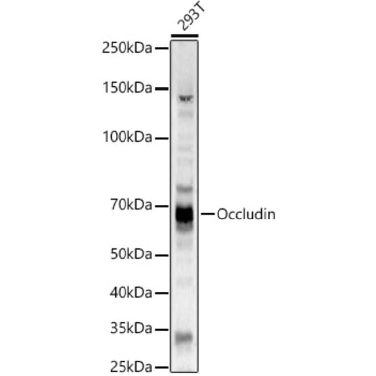Western Blot - Anti-Occludin Antibody (A14099) - Antibodies.com