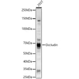 Western Blot - Anti-Occludin Antibody (A14099) - Antibodies.com