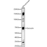 Western Blot - Anti-Occludin Antibody (A14099) - Antibodies.com