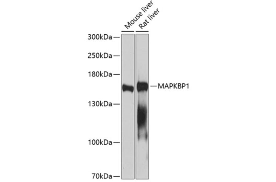 Western Blot - Anti-MAPKBP1 Antibody (A14103) - Antibodies.com
