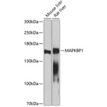 Western Blot - Anti-MAPKBP1 Antibody (A14103) - Antibodies.com
