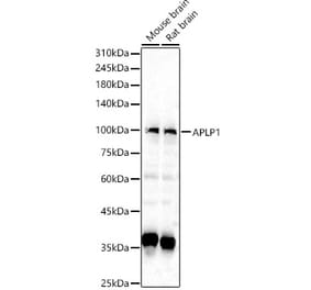 Western Blot - Anti-APLP1 Antibody (A14107) - Antibodies.com