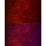 Immunofluorescence - Anti-APLP1 Antibody (A14107) - Antibodies.com