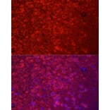 Immunofluorescence - Anti-APLP1 Antibody (A14107) - Antibodies.com