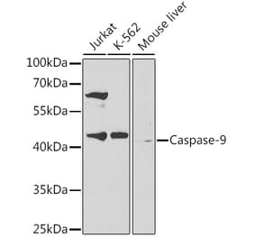 Western Blot - Anti-Caspase-9 Antibody (A14108) - Antibodies.com