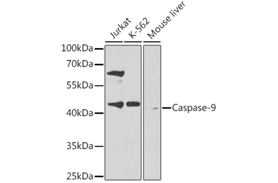 Western Blot - Anti-Caspase-9 Antibody (A14108) - Antibodies.com