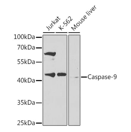 Western Blot - Anti-Caspase-9 Antibody (A14108) - Antibodies.com