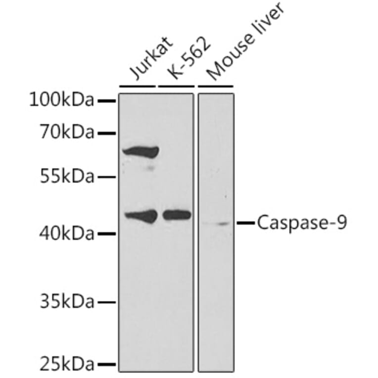 Western Blot - Anti-Caspase-9 Antibody (A14108) - Antibodies.com