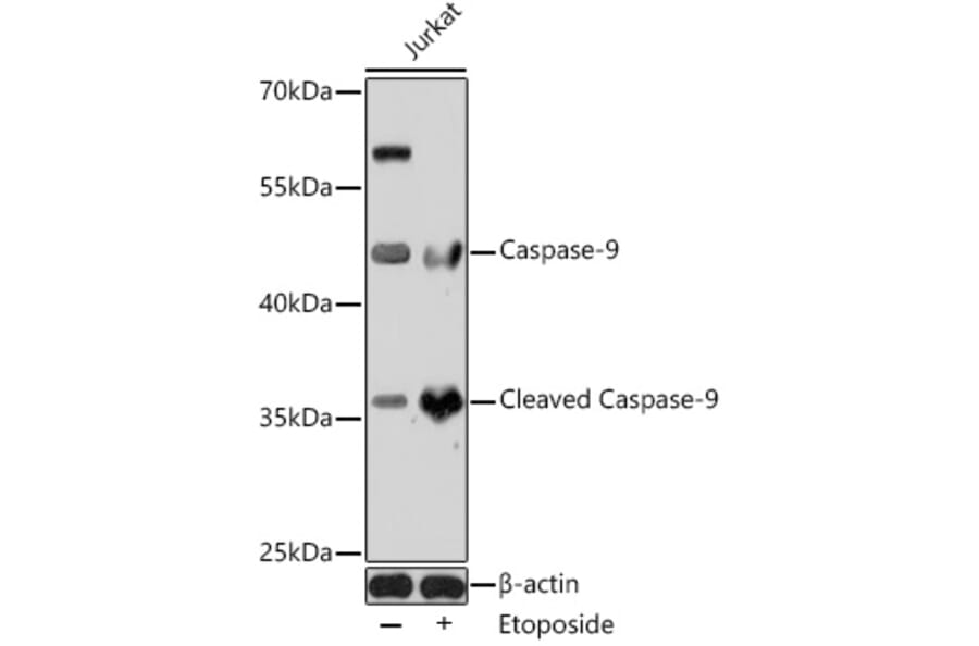 Western Blot - Anti-Caspase-9 Antibody (A14108) - Antibodies.com