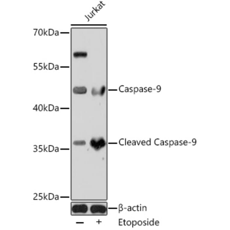 Western Blot - Anti-Caspase-9 Antibody (A14108) - Antibodies.com
