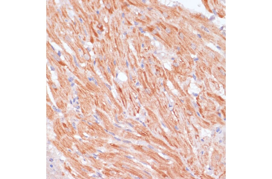 Immunohistochemistry - Anti-Caspase-9 Antibody (A14108) - Antibodies.com