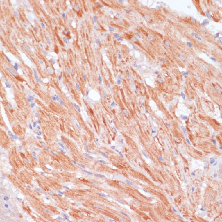 Immunohistochemistry - Anti-Caspase-9 Antibody (A14108) - Antibodies.com