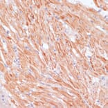 Immunohistochemistry - Anti-Caspase-9 Antibody (A14108) - Antibodies.com