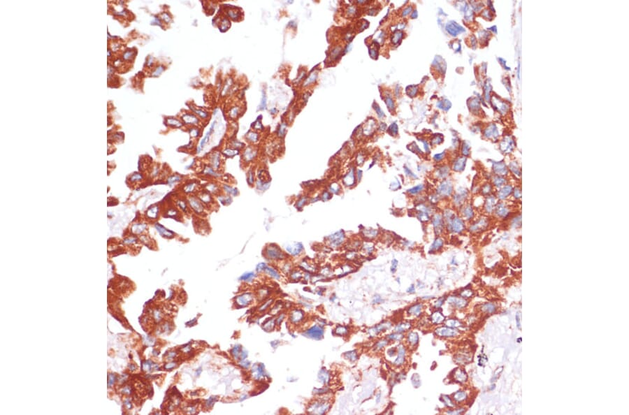 Immunohistochemistry - Anti-Caspase-9 Antibody (A14108) - Antibodies.com