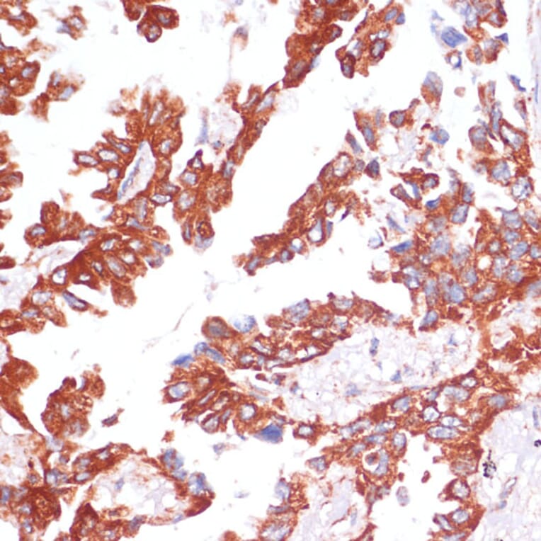 Immunohistochemistry - Anti-Caspase-9 Antibody (A14108) - Antibodies.com