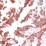 Immunohistochemistry - Anti-Caspase-9 Antibody (A14108) - Antibodies.com