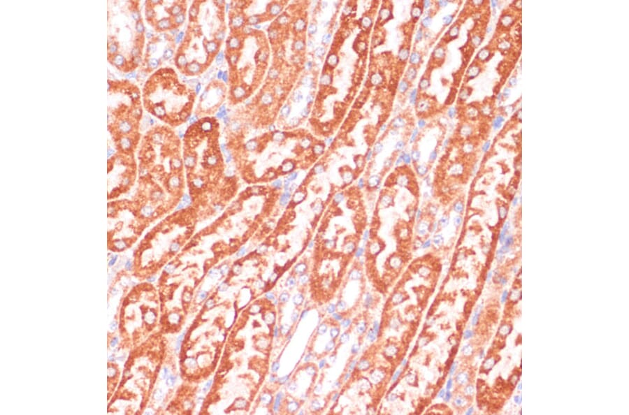 Immunohistochemistry - Anti-Caspase-9 Antibody (A14108) - Antibodies.com