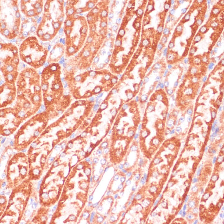 Immunohistochemistry - Anti-Caspase-9 Antibody (A14108) - Antibodies.com