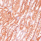 Immunohistochemistry - Anti-Caspase-9 Antibody (A14108) - Antibodies.com