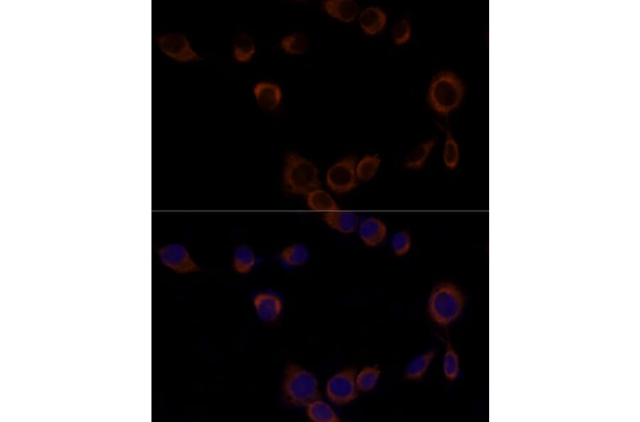 Immunofluorescence - Anti-Caspase-9 Antibody (A14108) - Antibodies.com