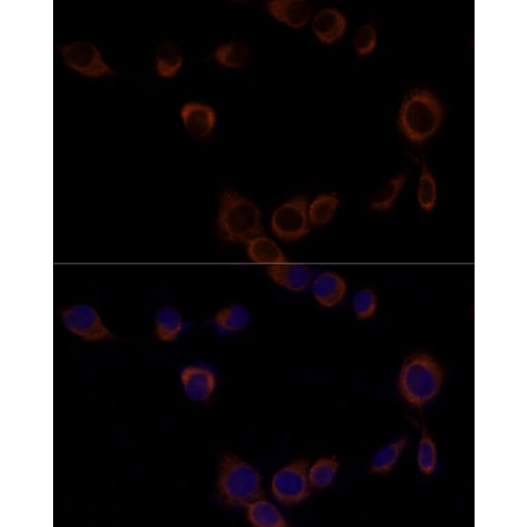 Immunofluorescence - Anti-Caspase-9 Antibody (A14108) - Antibodies.com