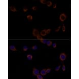 Immunofluorescence - Anti-Caspase-9 Antibody (A14108) - Antibodies.com