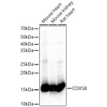 Western Blot - Anti-COX5B Antibody (A14110) - Antibodies.com