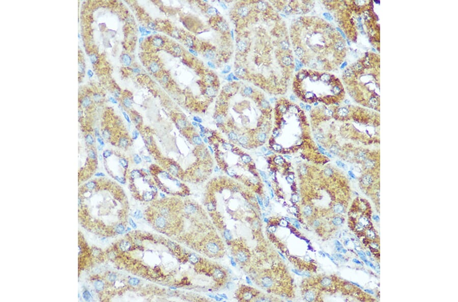 Immunohistochemistry - Anti-COX5B Antibody (A14110) - Antibodies.com