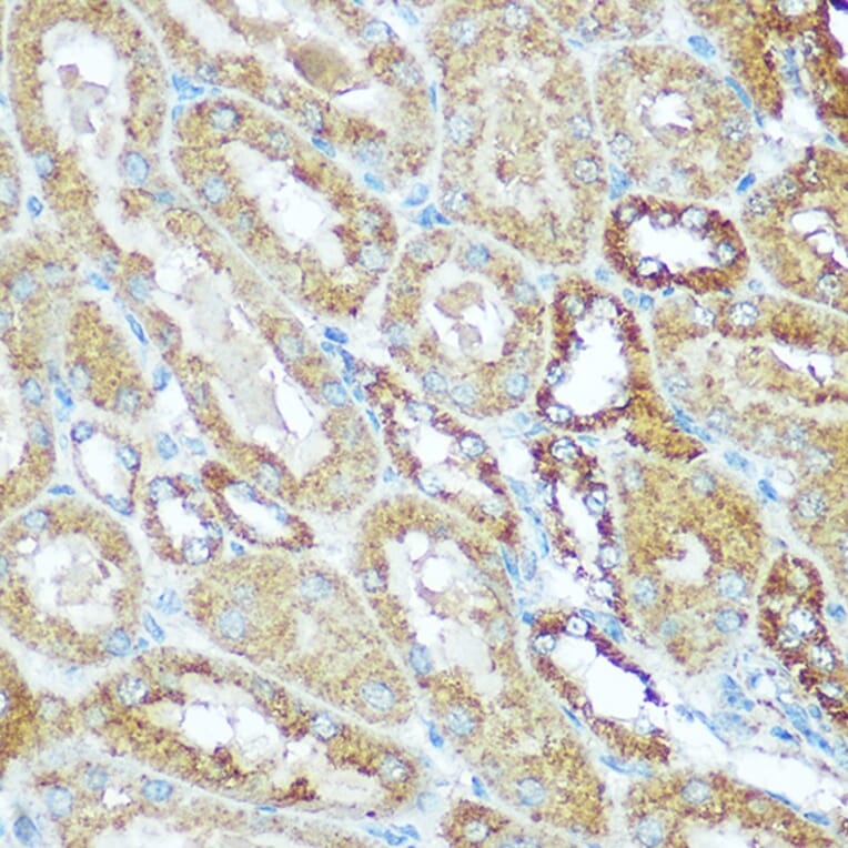 Immunohistochemistry - Anti-COX5B Antibody (A14110) - Antibodies.com