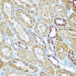 Immunohistochemistry - Anti-COX5B Antibody (A14110) - Antibodies.com