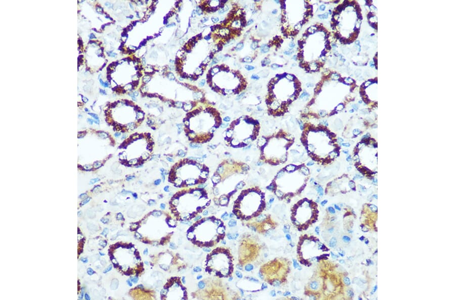 Immunohistochemistry - Anti-COX5B Antibody (A14110) - Antibodies.com