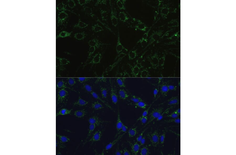Immunofluorescence - Anti-COX5B Antibody (A14110) - Antibodies.com