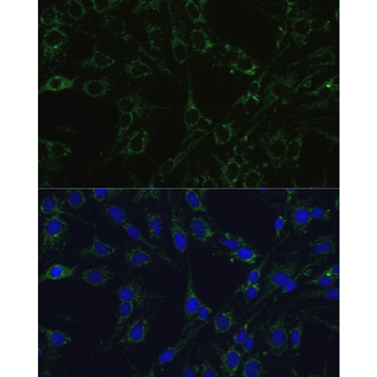 Immunofluorescence - Anti-COX5B Antibody (A14110) - Antibodies.com