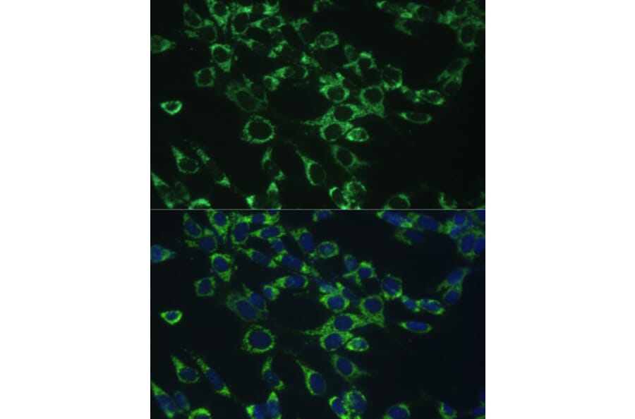 Immunofluorescence - Anti-COX5B Antibody (A14110) - Antibodies.com