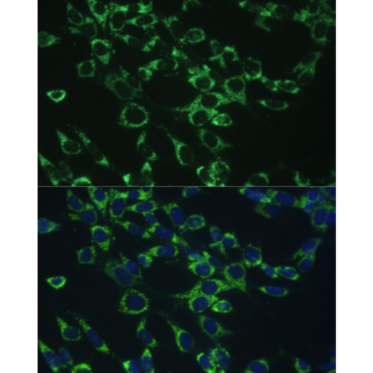 Immunofluorescence - Anti-COX5B Antibody (A14110) - Antibodies.com