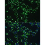 Immunofluorescence - Anti-COX5B Antibody (A14110) - Antibodies.com