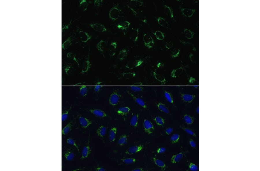 Immunofluorescence - Anti-COX5B Antibody (A14110) - Antibodies.com