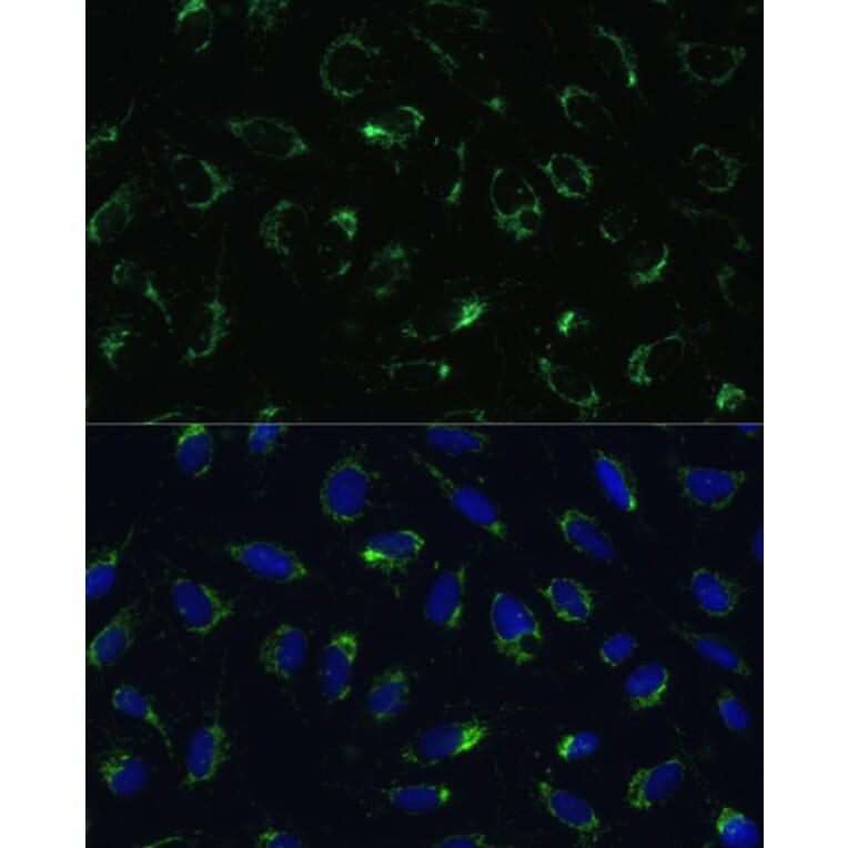 Immunofluorescence - Anti-COX5B Antibody (A14110) - Antibodies.com